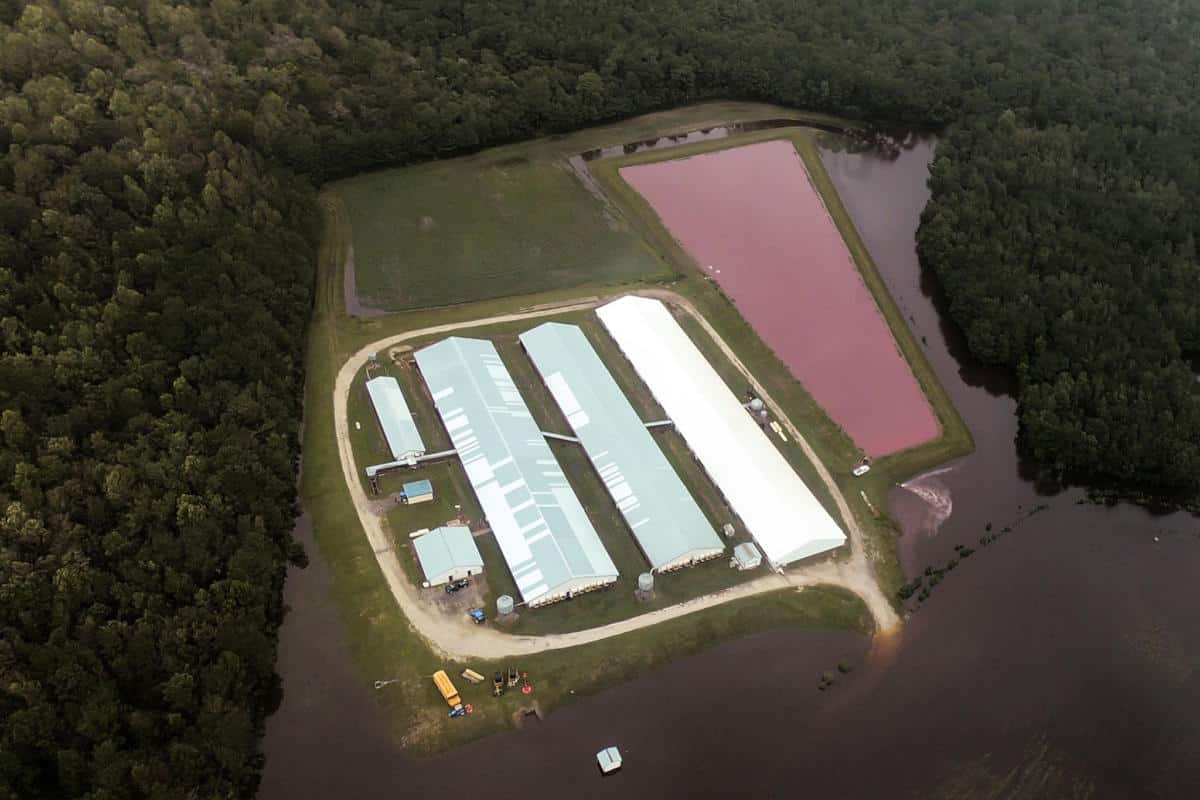 Pig waste lagoon adjacent to pig farm surrounded by water from hurricane flooding